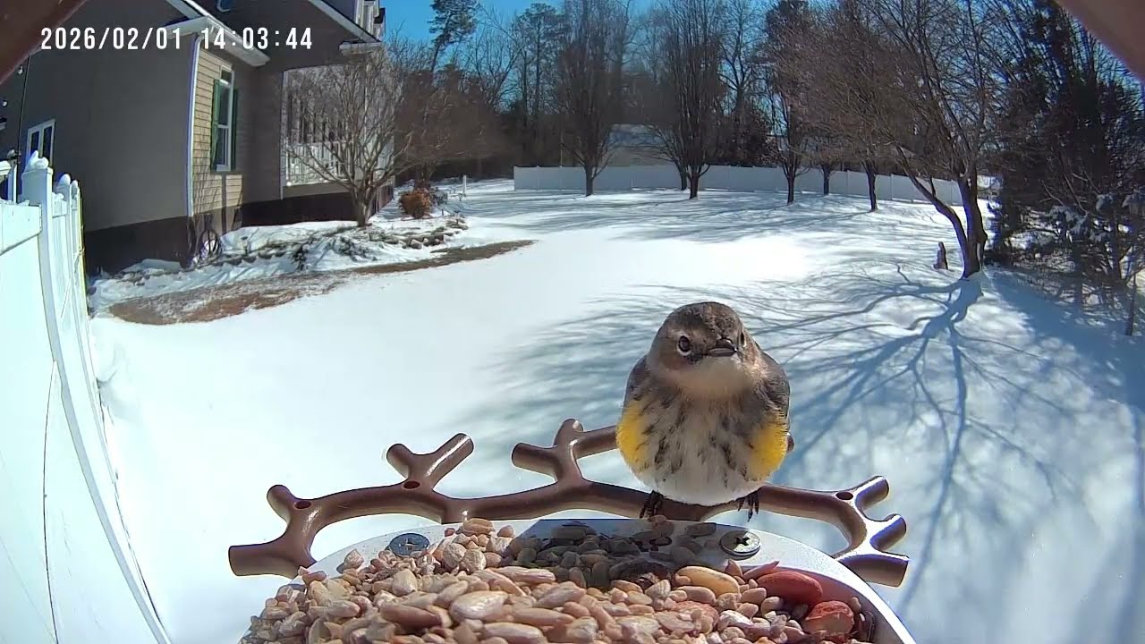 Action at the Bird Feeder