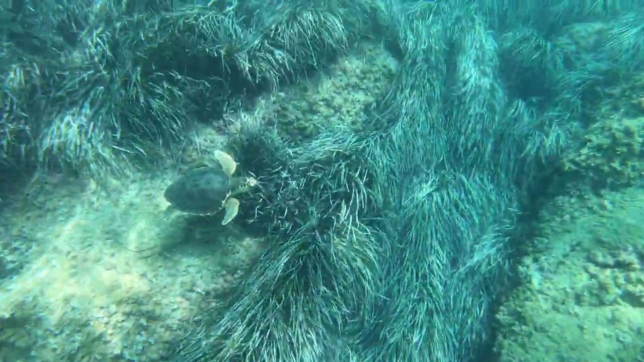 Tartaruga nel mar ligure Ventimiglia