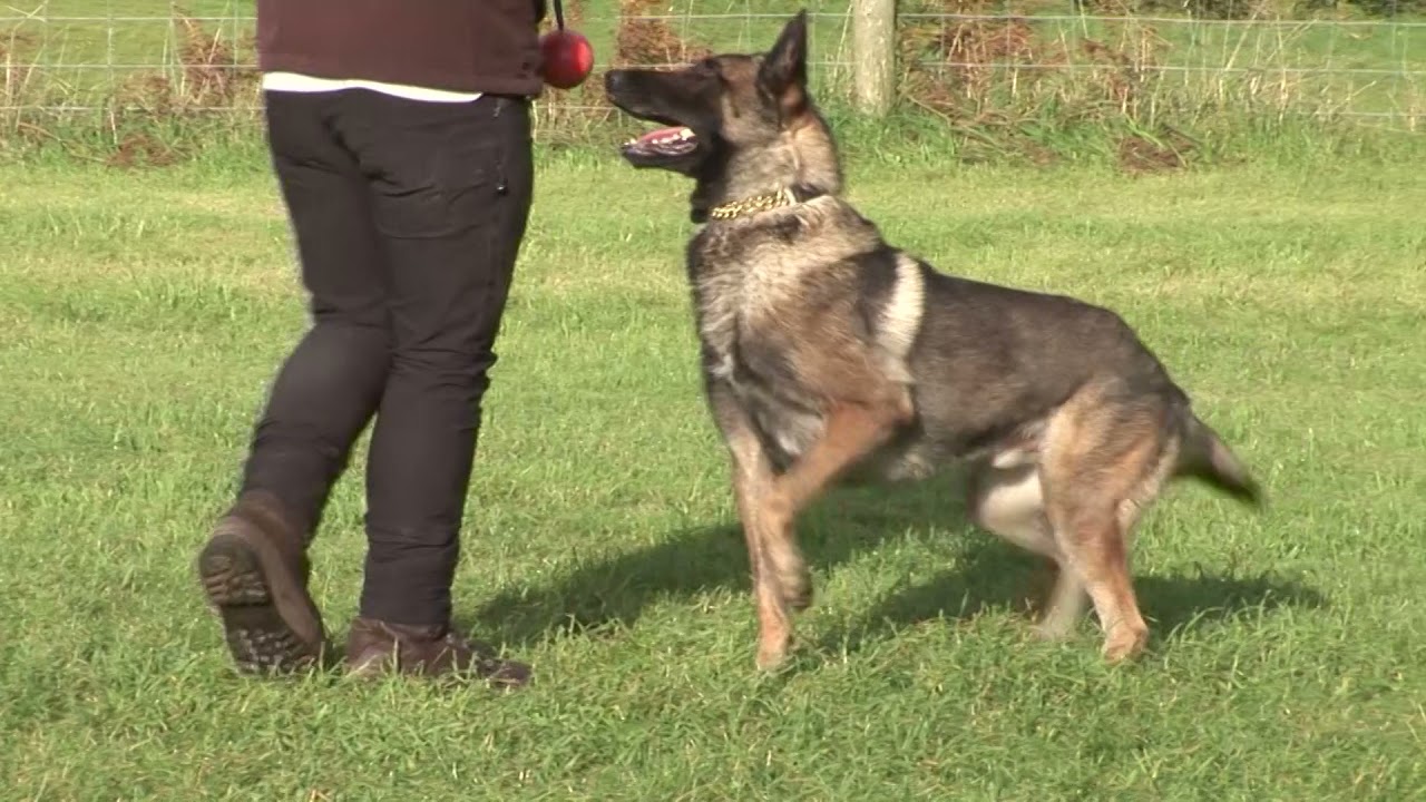 A1K9 Family Protection Dog Taiko training obedience and protection work.