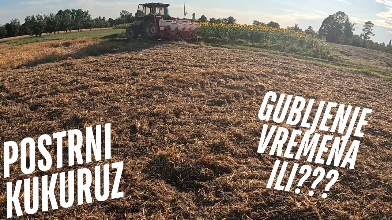 POSTRNI KUKURUZ - DUPLA ŽETVA ILI GUBLJENJE VREMENA? - SKUPLJANJE SLAME NAKON OLUJE - IMT 558 SILA