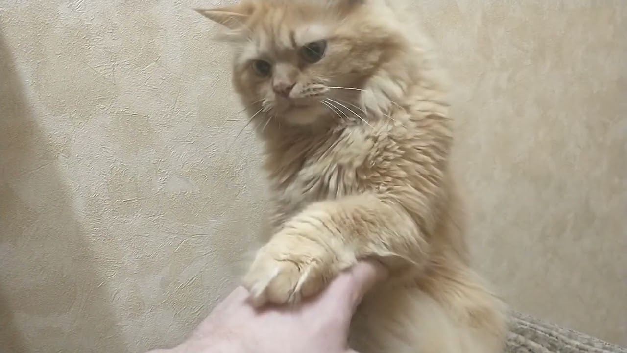 Кот который лежит на пуфике