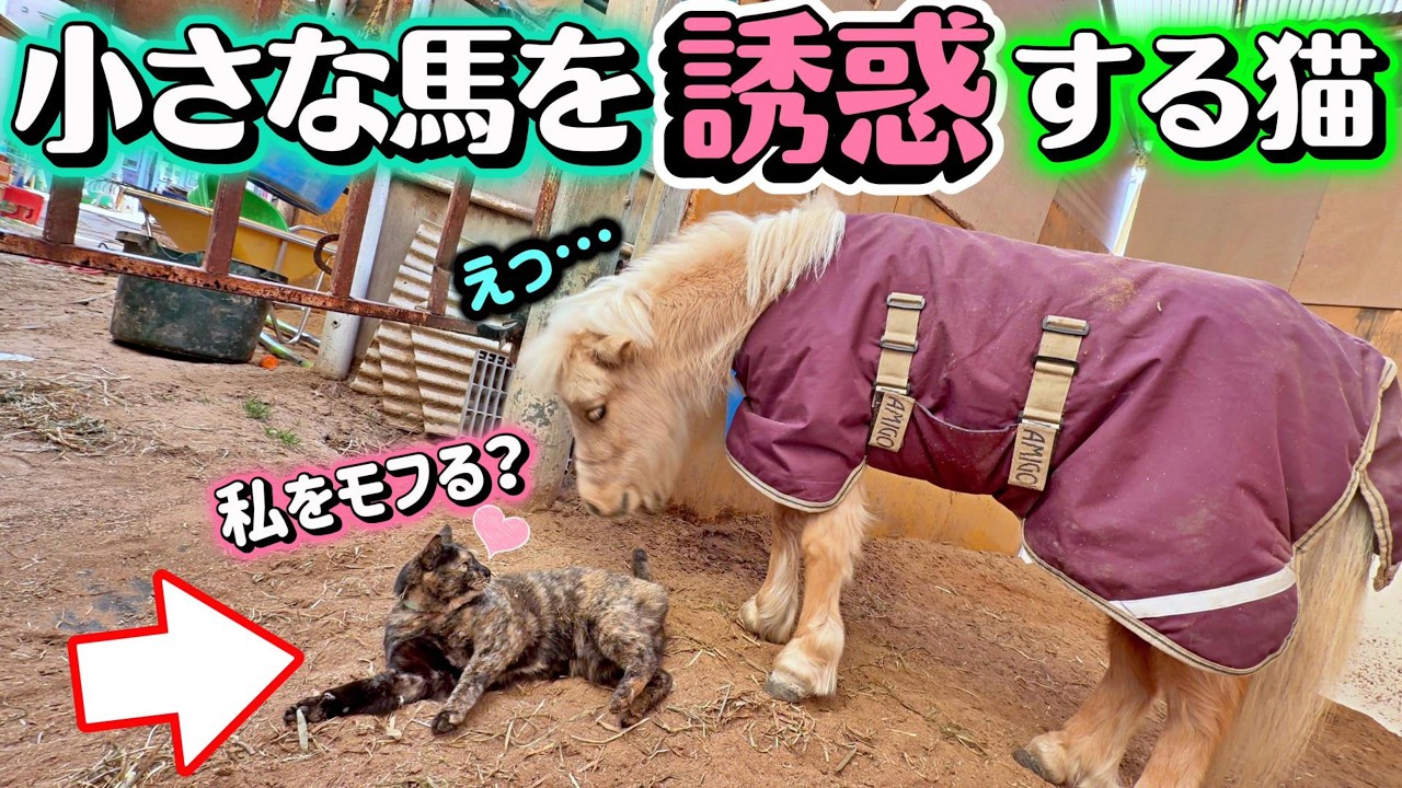 小さな馬が住む馬房に押しかけて来た猫が、突然ゴロンをしてお腹を見せる姿が可愛すぎました…。『ツルマルボーイ様のシモベ』