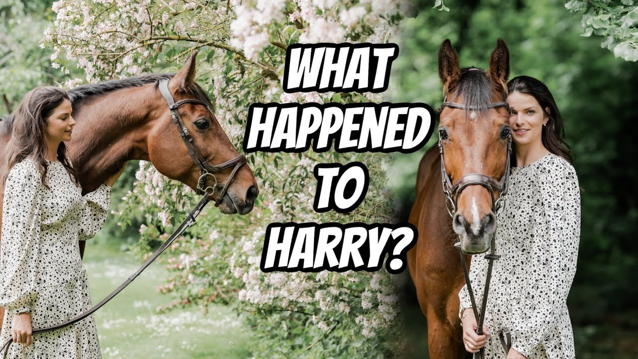 HARRY UPDATE 🥲