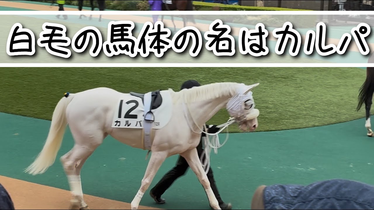 珍しい白毛のカルパくんに会えた日