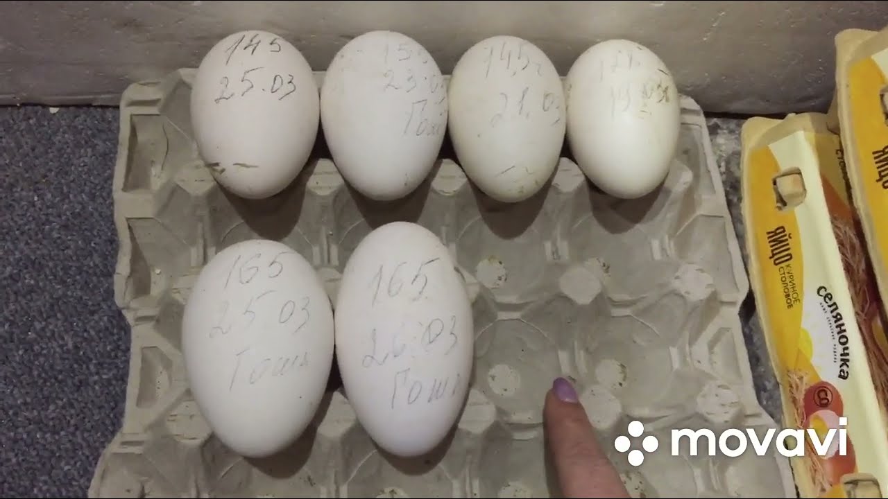 Пробная инкубация дефицитных Яиц от гусей/Совместная инкубация гуси+Бройлер 308