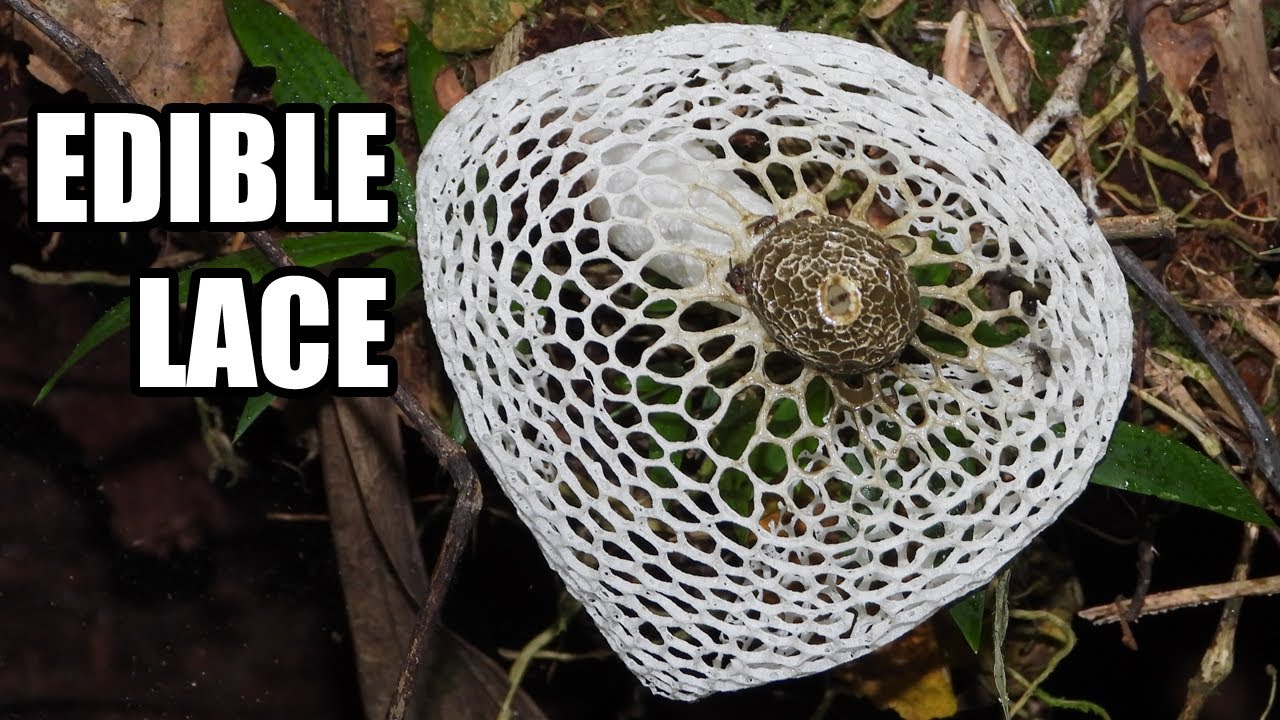 Phallus indusiatus: The Mushroom with a Lacy Skirt