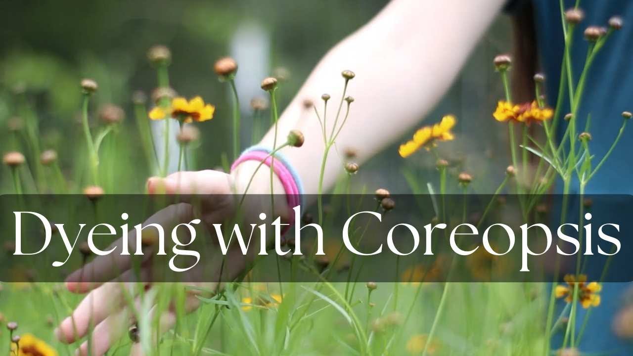Dyeing with Coreopsis: Harvest, Dry, and Dye with This Vibrant Flower