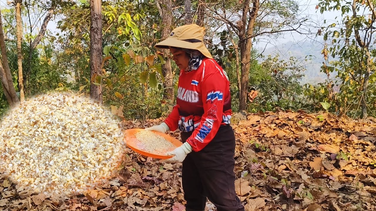 โชคหมานไข่มดแดง อีกแล้วจ้า 5 มี. ค 69