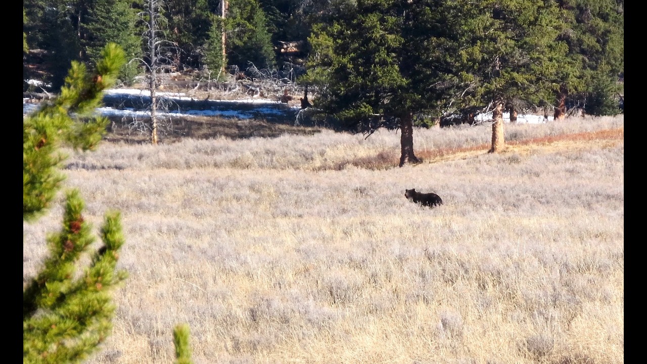 В поисках медведя: Моя ежегодная поездка на скрытое поле с медведями гризли