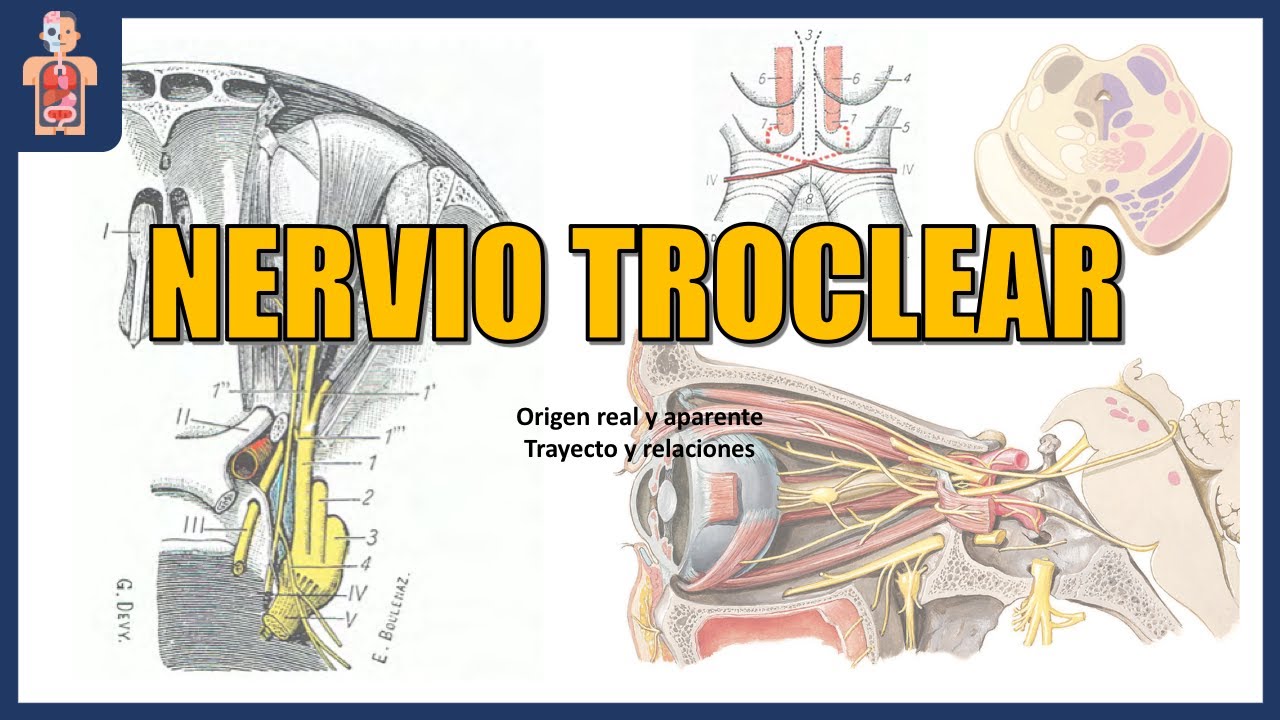 NEUROANATOM&Iacute;A - NERVIO TROCLEAR (ORIGEN, TRAYECTO, RELACIONES Y DISTRIBUCI&Oacute;N)