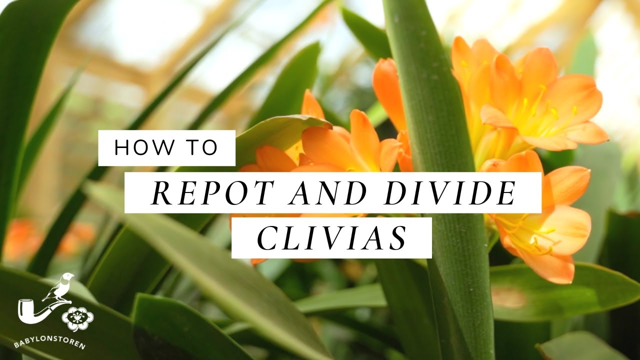 How To Repot and Divide Clivias - A Step-by-Step Guide