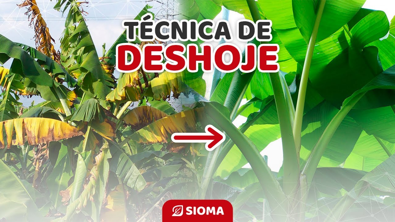Aumenta tu cosecha de banano con el deshoje