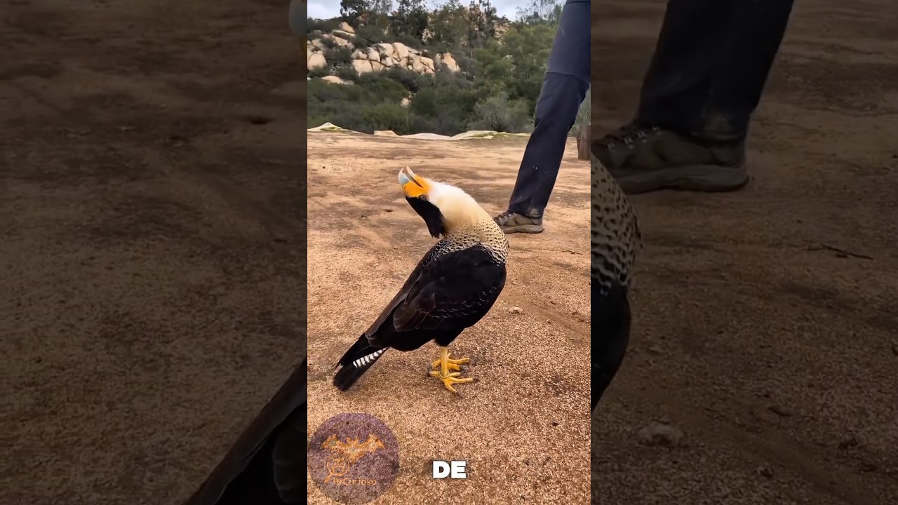O ca&ccedil;ador oportunista do cerrado e campos. #carcar&aacute; #aves #avesdebrasil #natureza #vidaselvagem
