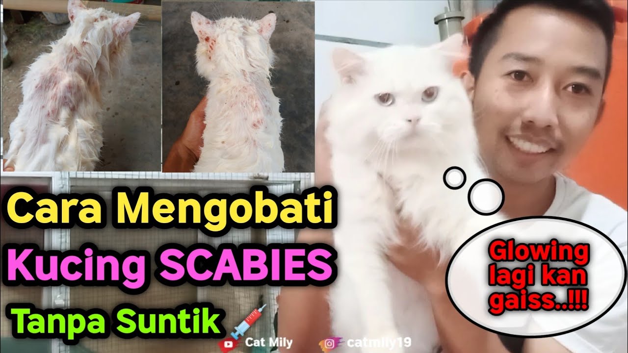 Cara Mengobati Scabies Kucing Tanpa Suntik