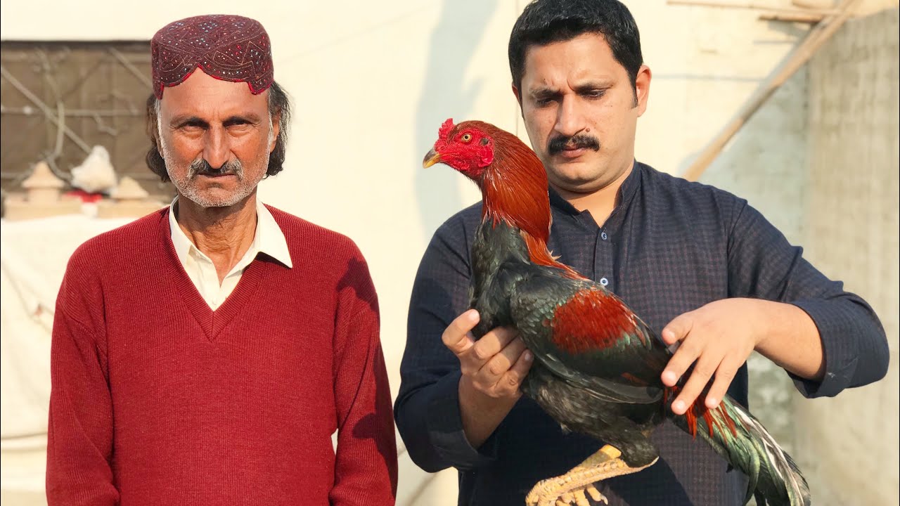 Pure kamalia aseel breed of Haji afzal marath by Nadeem shah aseel