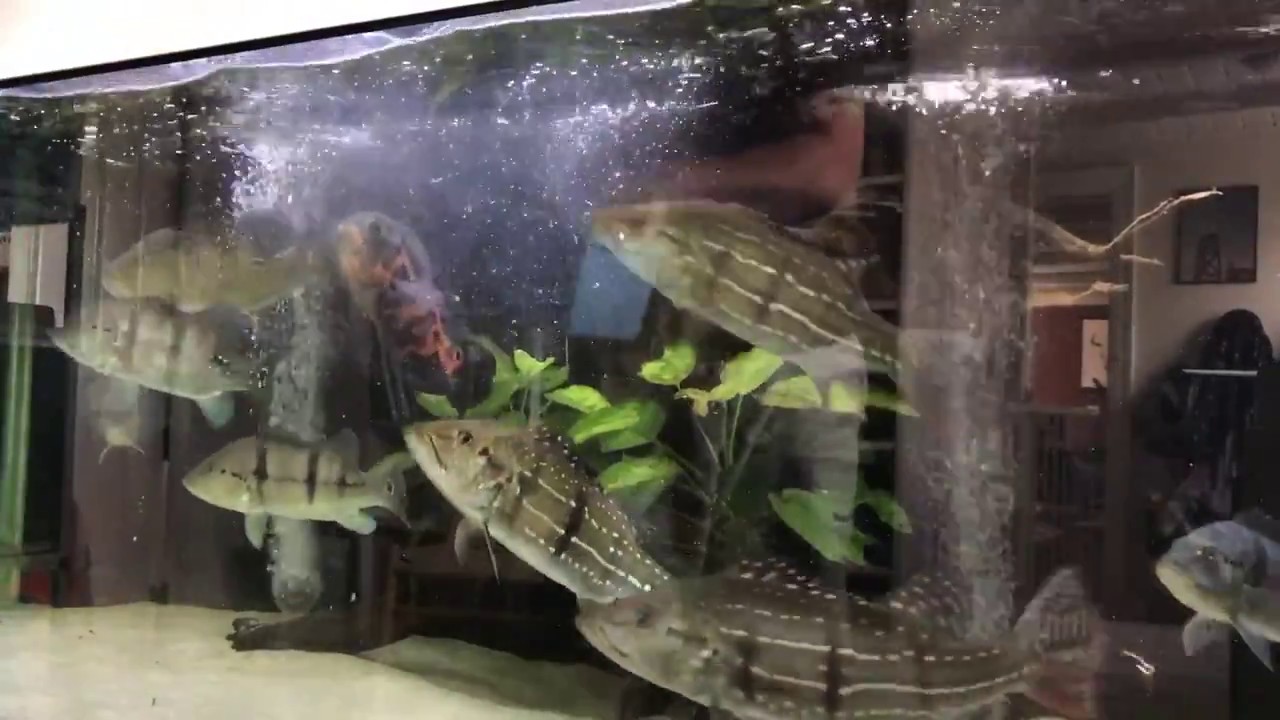 Mega Cichla peacock bass tank feeding