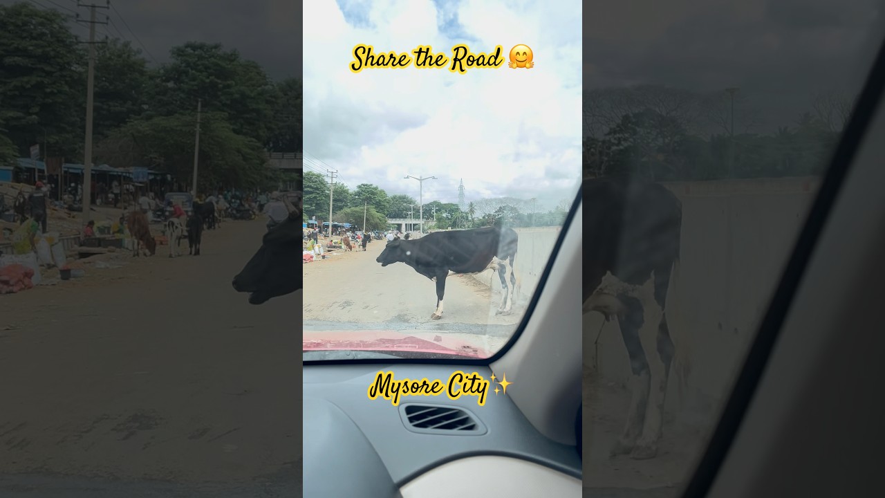 Mysore City Drive 🚗 No Rules, No Lanes&hellip; Just Understanding & Cows! 🐄😄 | #shorts #ytshorts #yt ✨🫰🫶🫰🎉😎