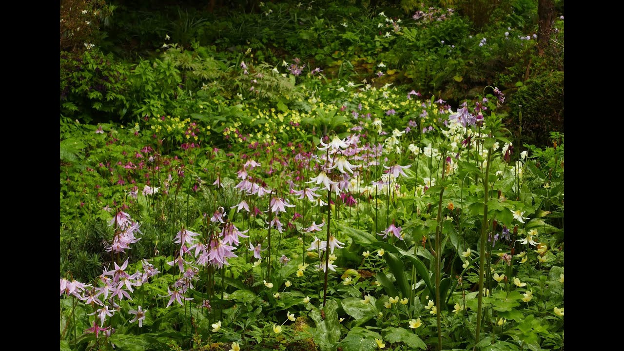 Bulb Log Video Diary  Garden walk 4th May