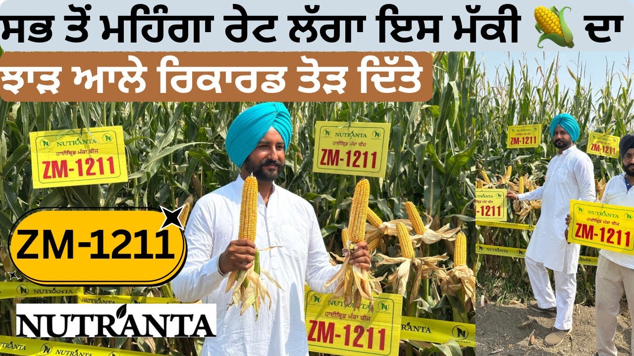 ਝਾੜ ਆਲੇ ਰਿਕਾਰਡ ਤੋੜ ਦਿੱਤੇ ਸੀ ਪਿੱਛਲੇ ਸਾਲ ਆਹ ਵਰਾਇਟੀ ਨੇ ਨਿਊਟ੍ਰਾਂਟਾ ਦੀ ਕਿਸਮ ਆ Nutranta ZM-1211