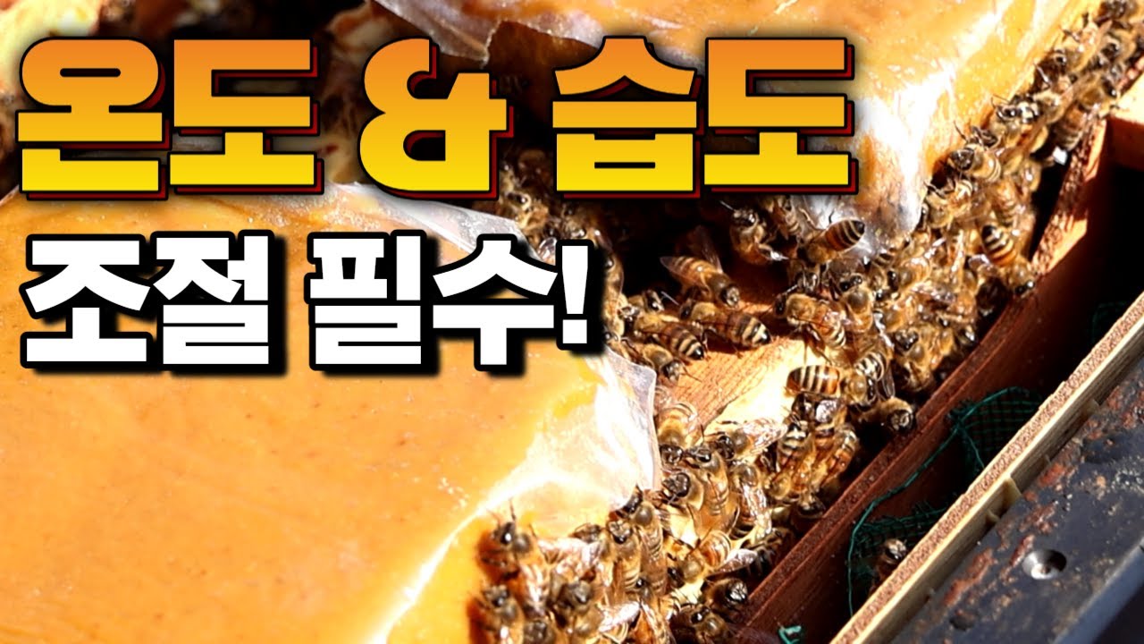 온도와 습도 관리로 봄벌관리 성공하기