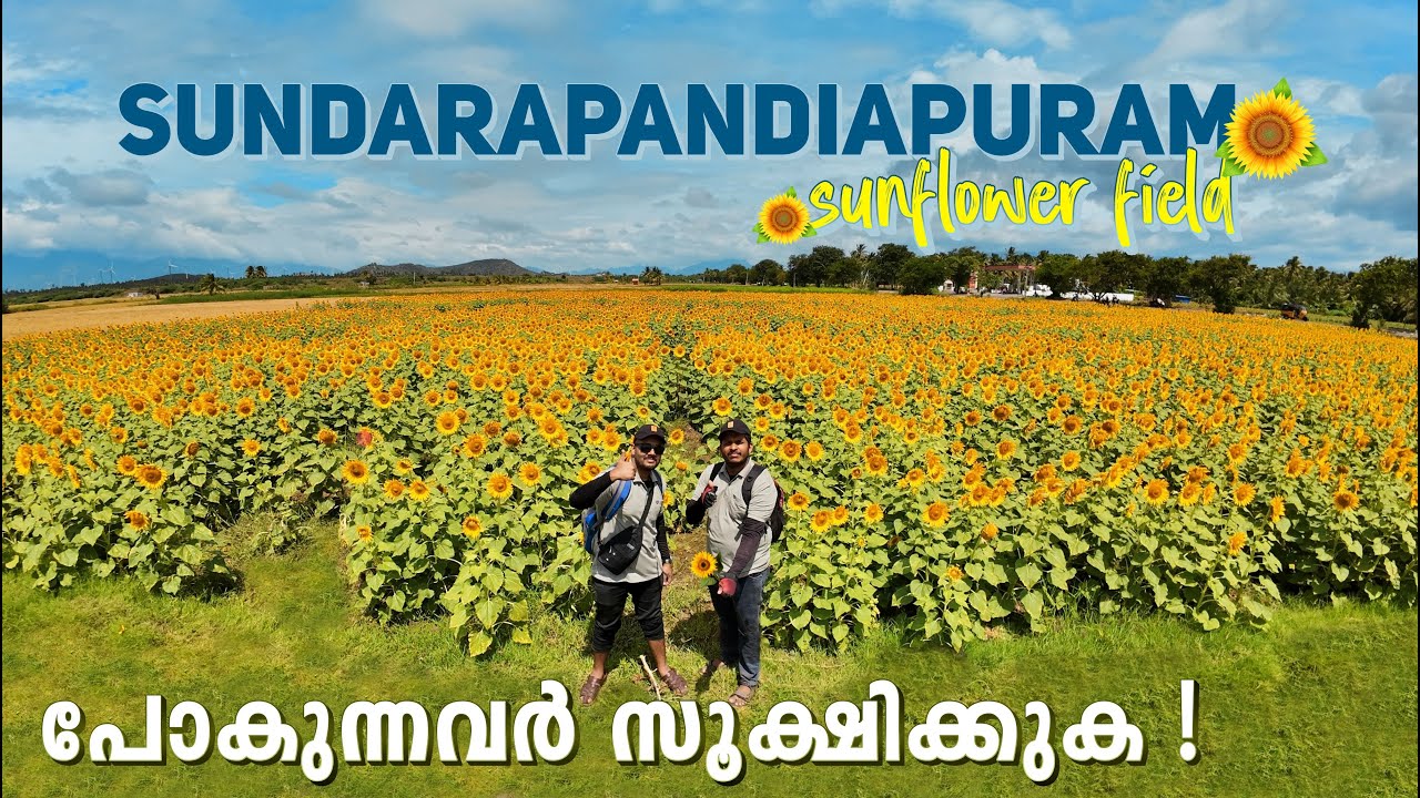 സൂര്യകാന്തിപ്പാടം കണ്ട് ഞെട്ടി ! Sundarapandiapuram Sunflower Field | Ramesh & Suresh Vlogs