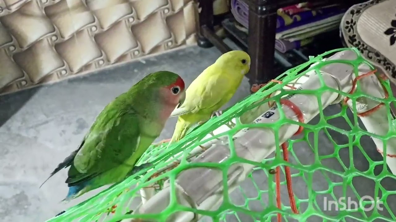 Love bird vs budgies 🐦🕊️🦜😍 dhamakedar video#bards#