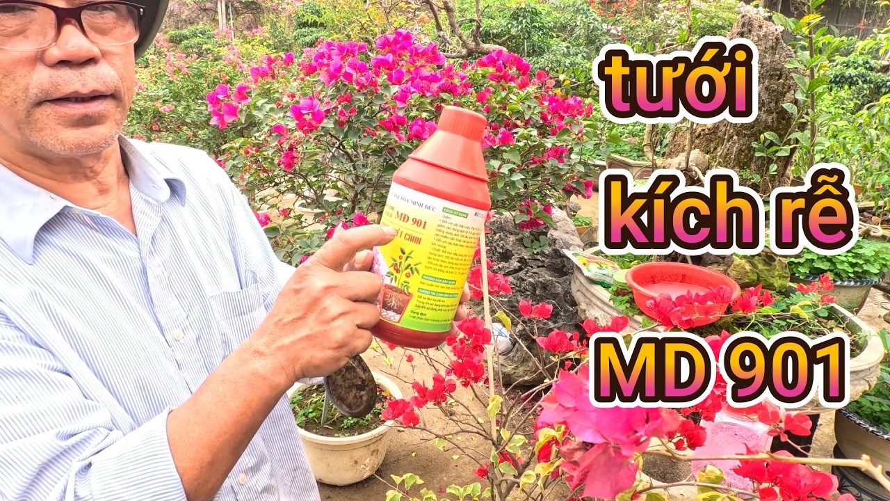 tưới kích rễ MD 901 và bón phân gì cho cây hoa giấy đang có hoa và sắp hết hoa sau tết .