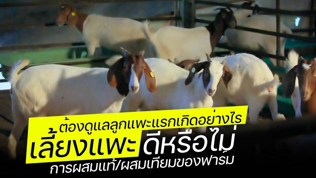 เลี้ยงแพะ จะต้องดูแลลูกแพะแรกเกิดอย่างไร มาฟังจากปากสัตวบาล