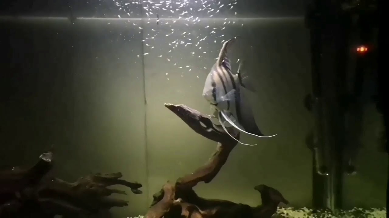 Angelfish Breeding Record，神仙鱼亲鱼带仔鱼实录
