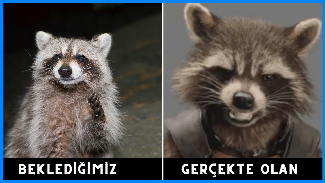 Sevimli Ama Tehlikeli 8 Hayvan / Tehlikeli hayvanlar