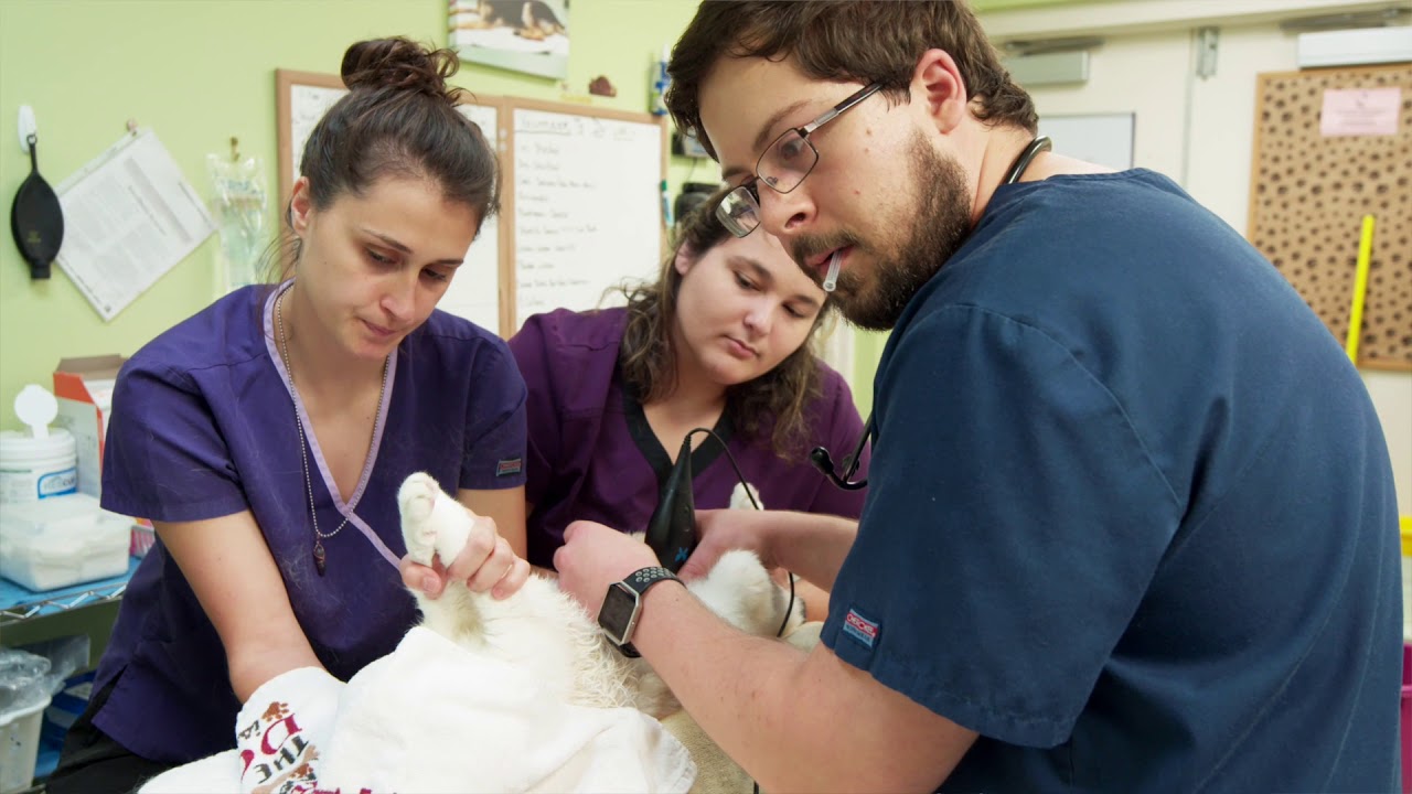 Veterinary Ultrasound: Dr. William Ehrig