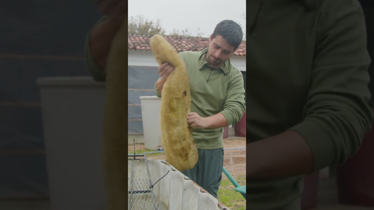 Here's how this one company turns 200,000 luffas into sponges. #luffas #sponges #sustainability