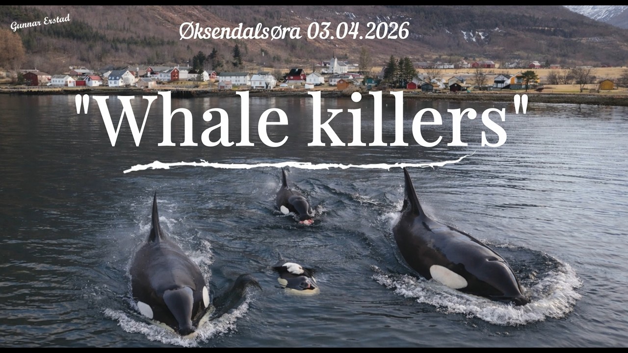 Killer Whales in Øksendalsøra, Orcas, Fjord, Norway | Amazing Drone Footage