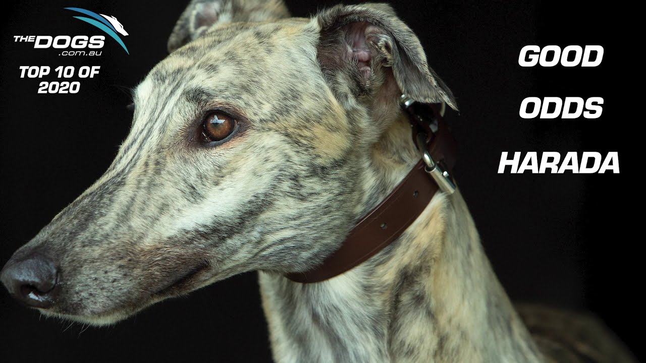 Top 10 Greyhound Moments of 2020 - #4  Good Odds Harada