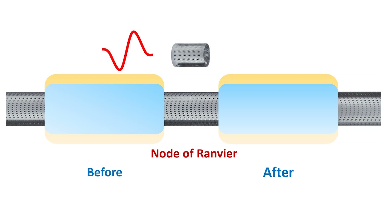 Node of Ranvier: The First Function