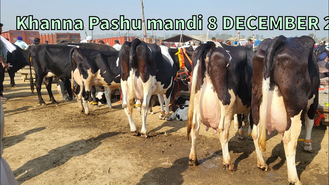 8 December 2024 Khanna pashu mandi एशिया की मशहूर खन्ना मंङी | #khannapashumandi