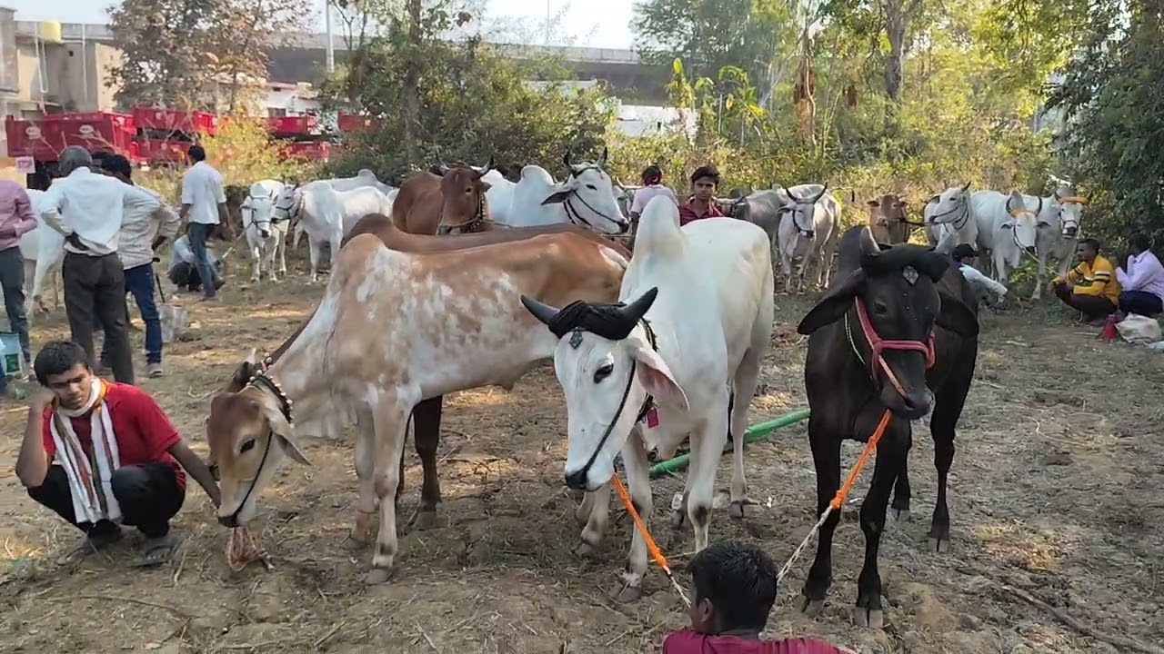 75,000 पहला ईनाम साकोली महाराष्ट्र शंकर पट में आए हुए बैलजोड 
