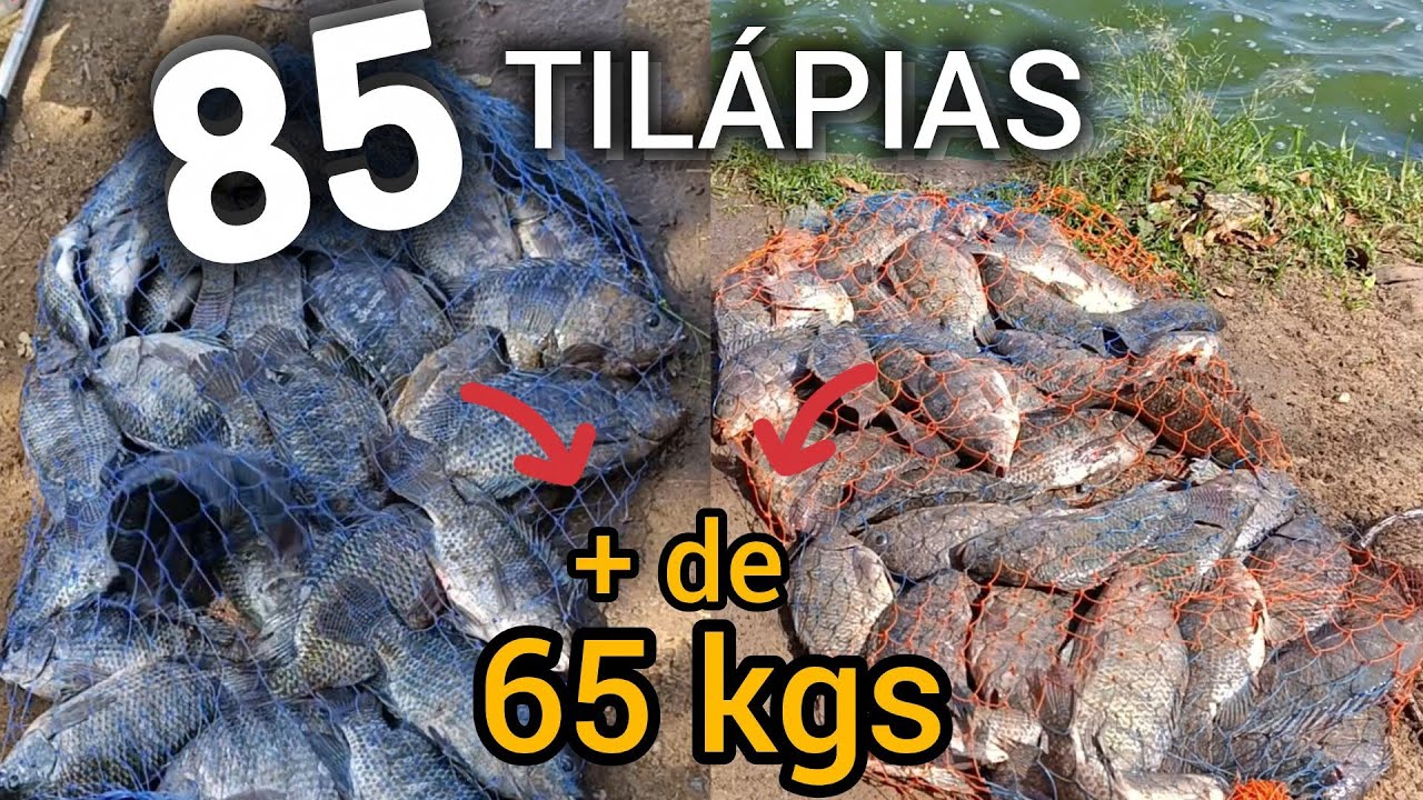 PEGANDO TILÁPIA COM ANZOL QUEBRADO - part 2 - PESCARIA DE TILÁPIA NA DIÁRIA 