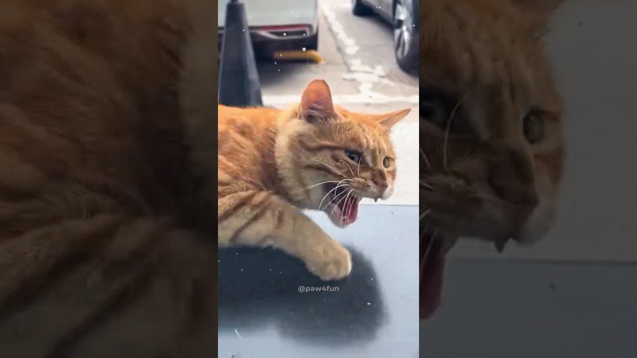 Cats getting scared 🤣🤣 #funny #catvideos #catshorts #cat