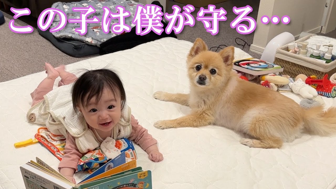 体調不良の赤ちゃんに優しく寄り添ってくれるポメラニアンの姿が感動的でした&hellip;
