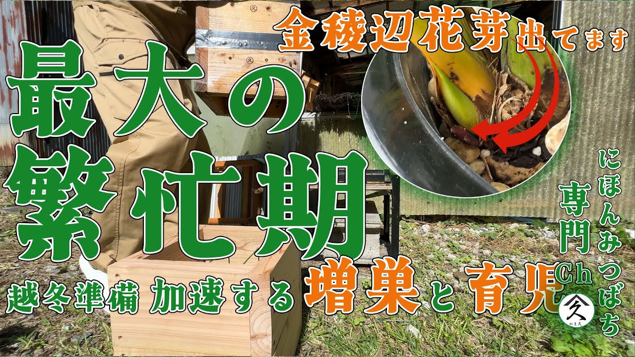 ニホンミツバチ 繁忙期【越冬準備】加速する増巣と育児（内検・継箱）★キンリョウヘン花芽出てます！