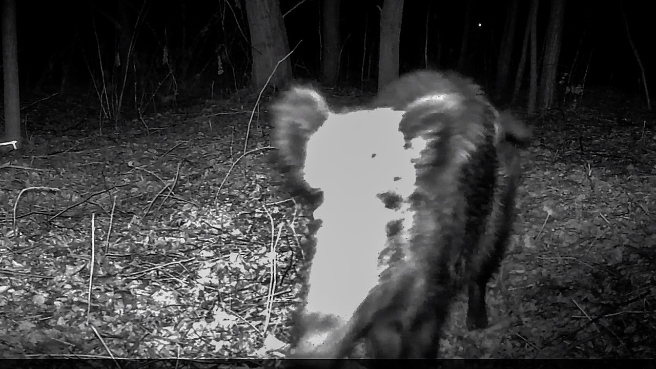 Vite    notturne  Animali della notte Video natur