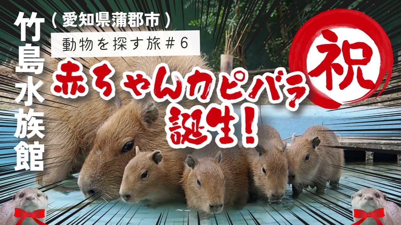 Vlog#6 赤ちゃんカピバラ誕生おめでとう❤️｜カワウソのもぐもぐタイム｜竹島水族館（愛知県蒲郡市）2025.11.05