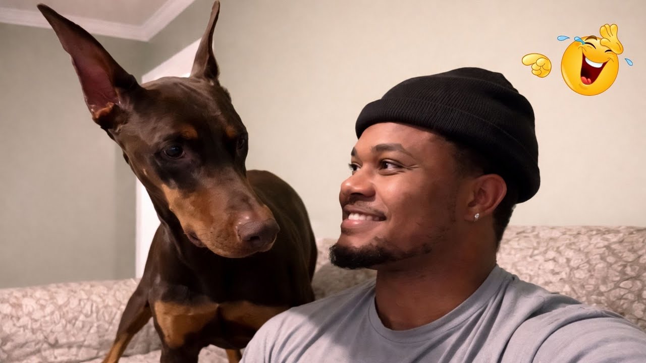 Hilarious Dogs That Will Make You Laugh Instantly 😂🐶 Funny Dog Video 2026