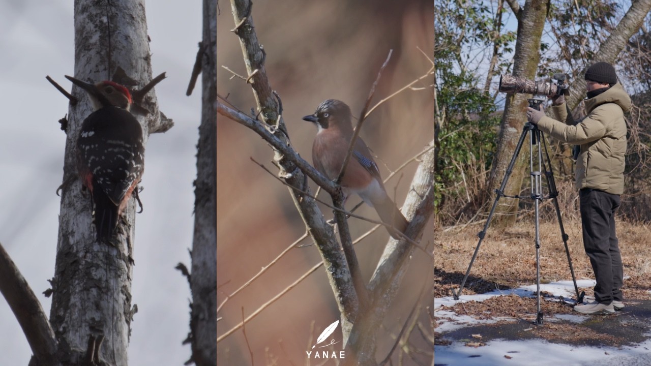 山の林道を散策 - 野鳥の生態と美しい姿