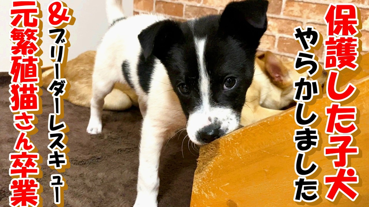 【子犬　保護　元繁殖猫】保護した子犬がやってくれました＆元繁殖猫さん達卒業