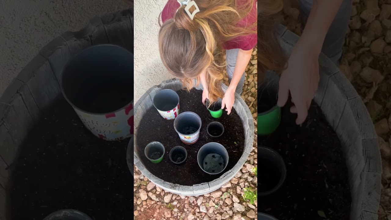 5 easy tips for whiskey barrel planters #greenthumb #pottedplants #whiskeybarrel