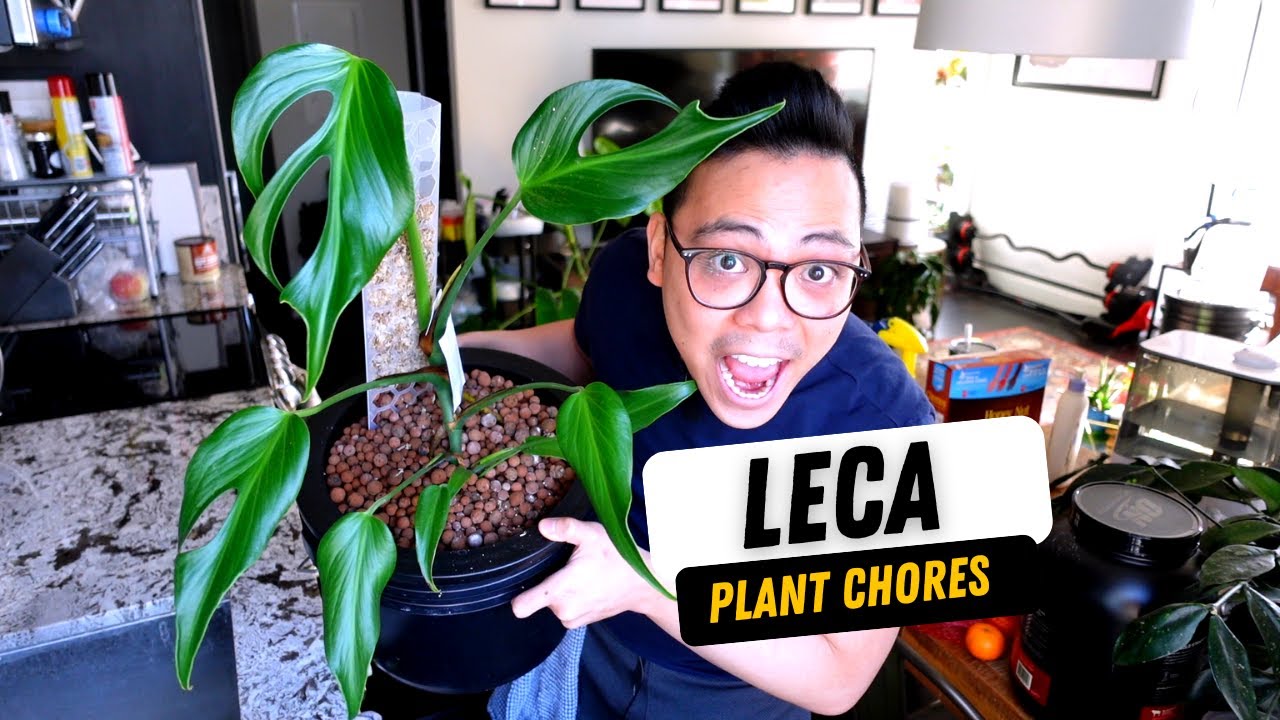 💚 changing my nutrient solutions for my LECA plants, my experience | LECA plant chores 😀