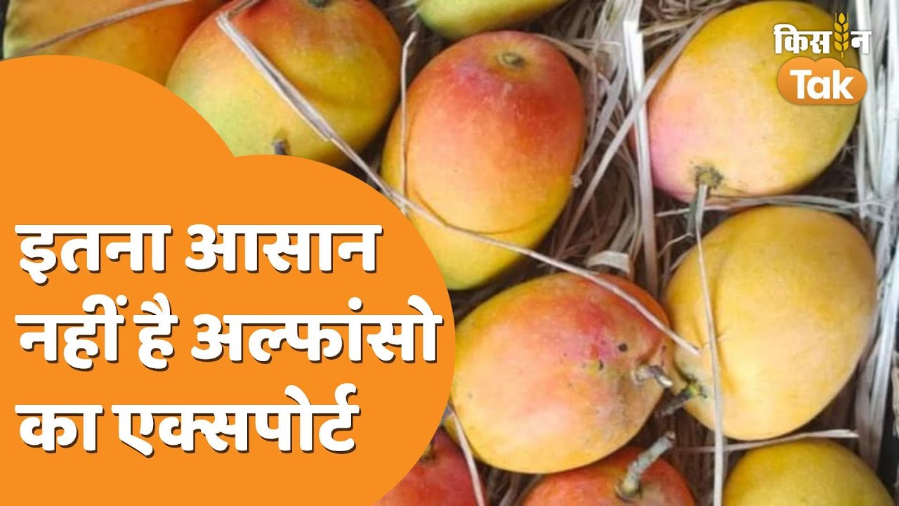 Alphonso Mango Export: अमेरिका में एक्सपोर्ट के लिए कड़े नियमों से गुजरता है अल्फांसो | Kisan Tak