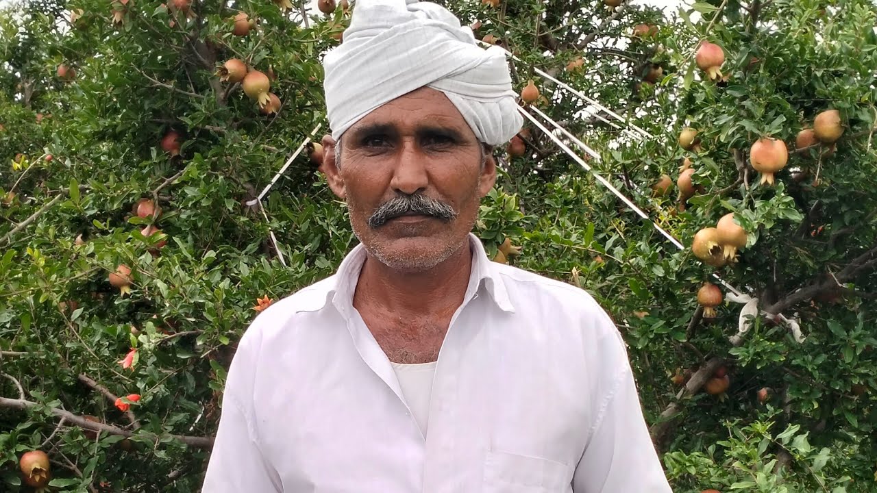 લાખણી તાલુકા નું લીંબાઉ ગામે પ્રગતિશીલ ખેડૂત દાડમ ની ખેતી